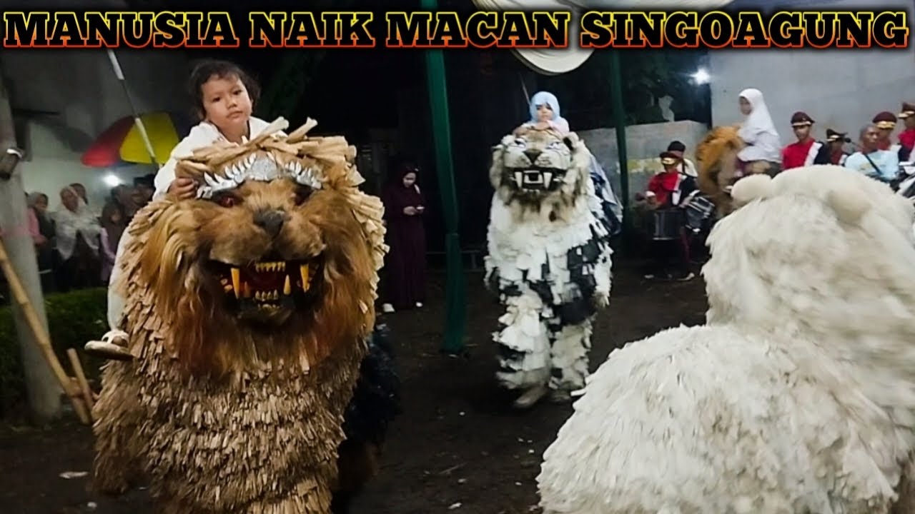 SERU|| ATRAKSI CAN MACANAN SINGOAGUNG ANAK² BANYAK NAIK MACAN @singoagung 