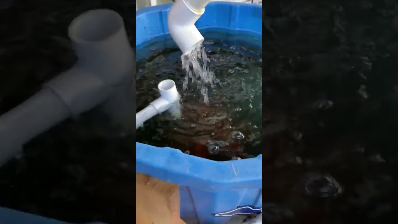 Rooftop aquaponics update!