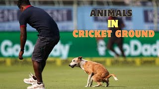 Animals Attacks in Cricket Ground | #animal