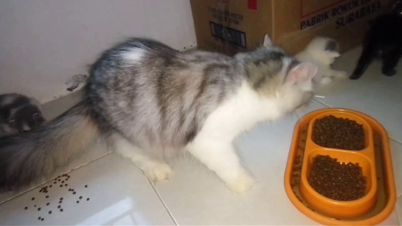 Kucing Persia (imut) 