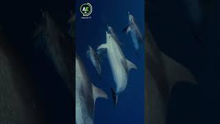 En busca de alimento. ?খাবারের সন্ধানে।? shorts viral  dolfin