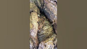 Motley, brown-eyed python squeezes in its ring a captured gray-eyed deer and a black-eyed fawn.