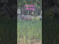 jay kisan jay Jawan #best #village #viralvideo #videography #love #song
