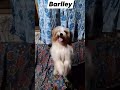 Barlley my doge