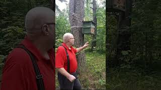 охота на пчёл 2026 четвертый рой #villagelife #bee #swarmtrap #honey #woodworking