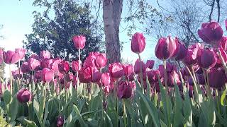 ♦  Purple Tulips  ♦