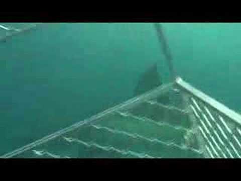 Shark cage diving at Neptune Island South of Port Lincoln Eyre Penninsula South Australia. The most absolute exciting & brilliant thing I have done to date. The footage is particulary shaky due to the rough weather.If you have ever wanted to do this go ahead & book. Even if you dont get in the cage just the view from the flybridge is magnificent. Day tours are now available from Calypso Charters in Port Lincoln. One thing you dont expect is the cappuccino coffee & high quality food through out the day.