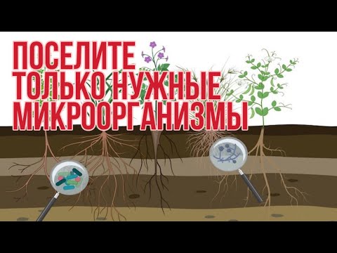 Какие, как и когда внести микробы в почву, чтоб она оздоровилась и стала плодродной