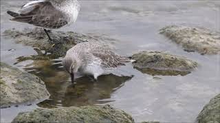 Dunlin at Thickson Point, Whitby