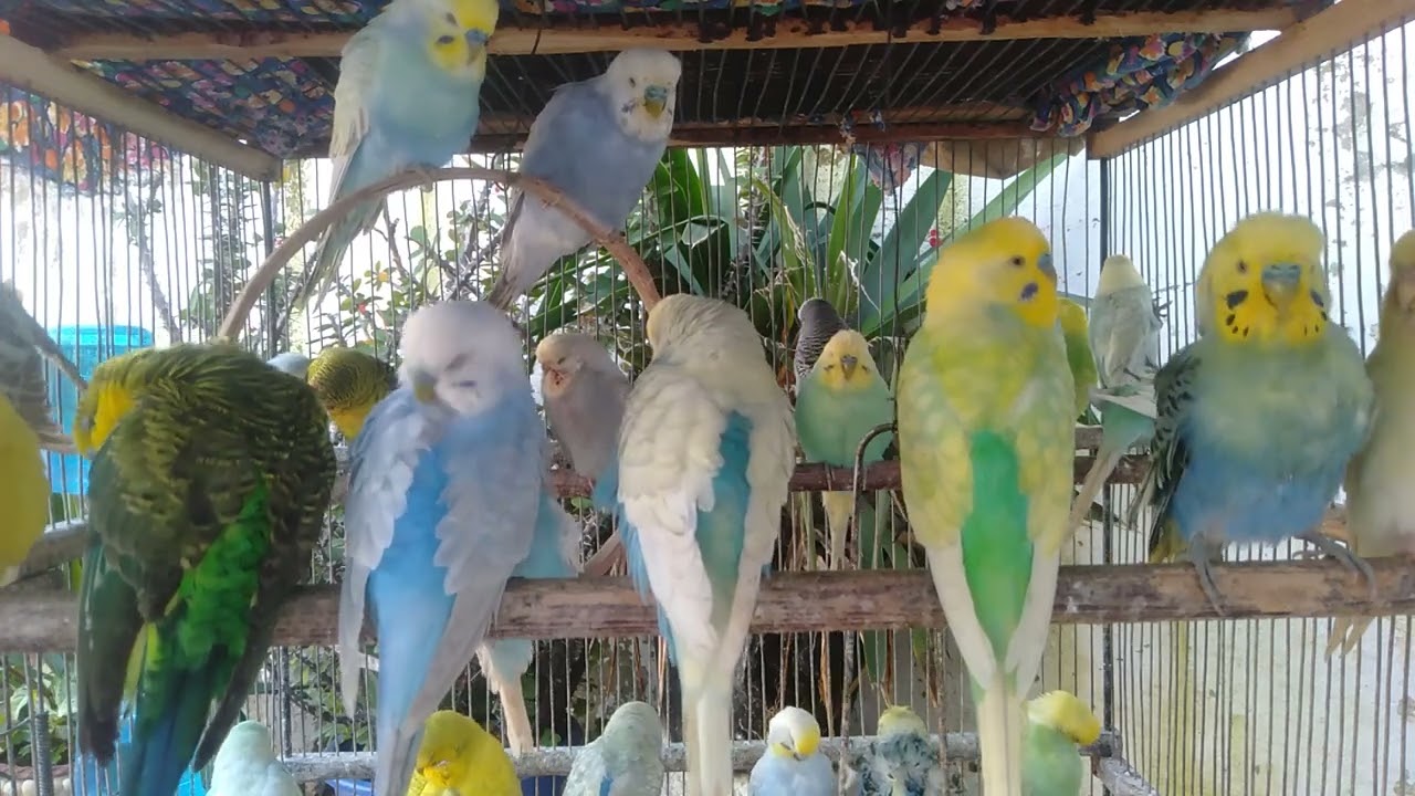 Healthy Adult Birds Peace 