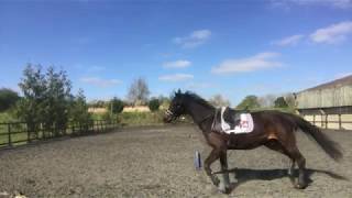 Rupert - 3 Year Old Warmblood - Backing Process