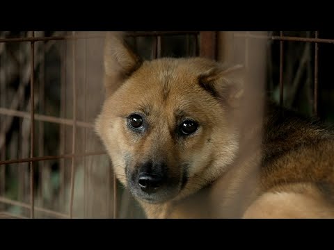 Video: 10 Doggy Doors zul je niet beschaamd worden weergegeven in je huis