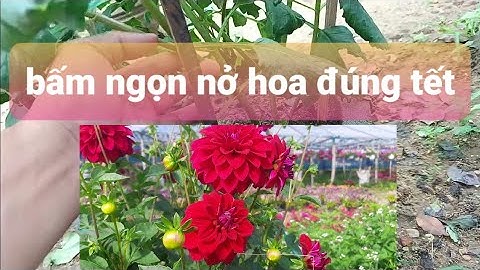 Bấm ngọn lần cuối thược dược tím lùn cho hoa đúng tết