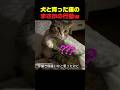 犬と猫を一緒に育てたら起きたことｗ #猫 #猫動画 #犬と猫 #犬みたいな猫 #しゃべる猫 #可愛い猫のサムネイル