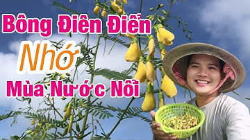 Hái Bông Điên Điển Mùa Nước Nổi Miền Tây - Nhớ Ca Khúc Bất Hữu Bông Điên Điển Của Cố Ca Sĩ Phi Nhung