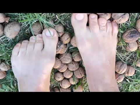 Barefoot massage with nuts 👣part 2