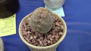 San Diego Cactus & Succulent Society Summer Show 2023 Pt. 4/5