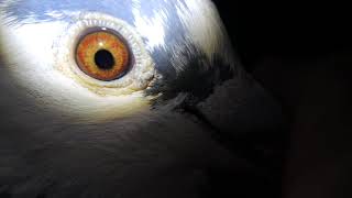 816748e 1
