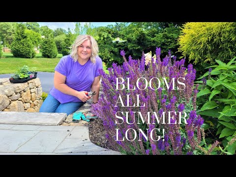 How to Prune Salvia to Get Continuous Blooms!! Learned this by Accident! My Selective Pruning Method