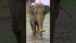 20210923 Asian Elephant हाथी අලියා elefant فيل gajah ដំរី 코끼리 fil 象 фил слон ゾウ пил ช้าง піл ຊ້າງ