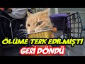 Ölüme terk edilen kedinin hayata dönüş hikayesi