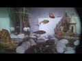 Запуск акваріумних рибок