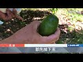 風雨欲來 上緊發條 農民搶收葉菜 風雨欲來 上緊發條 農民搶收葉菜