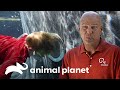 Piscinas é construída com muita tecnologia | Um Show de Piscina | Animal Planet Brasil