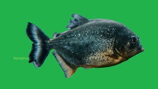 Huge piranha swimming looking for food (footage)