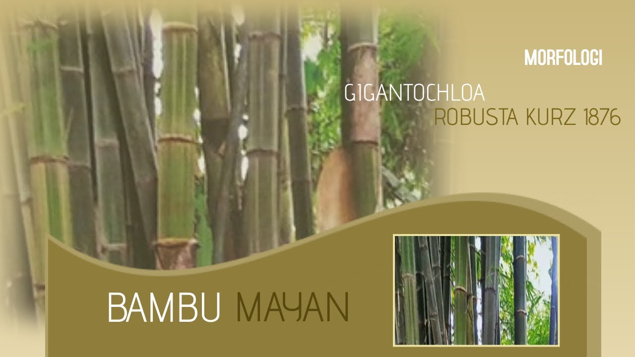  Morfologi Bambu  Mayan Bambu  Asli Banten dan Lampung 