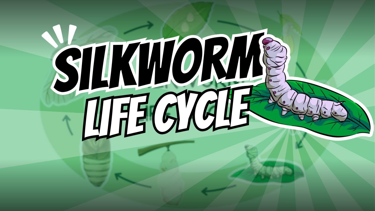 The life cycle of silkworm 🐛 - YouTube