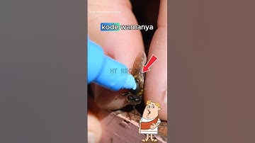 Fakta Unik‼️ Ratu Lebah Harus Dicoret Dulu Sebelum Jadi Pemimpin🍯🐝