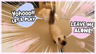 My Cats Are Like Oil And Water 😾⚔️😺 by Eli & Mocha 221 views 6 months ago 1 minute, 10 seconds