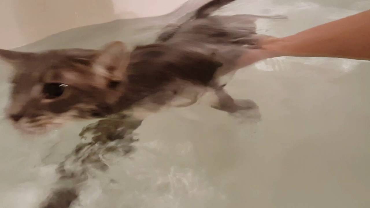 Cat loves to swim in the bath. YouTube