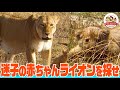 広大なサバンナで赤ちゃんライオンが行方不明に 母ライオン決死の捜索の結果は ヌーの狩りの練習風景も どうぶつ奇想天外 WAKUWAKU