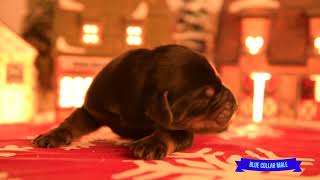 Velvet CHRISTMAS Puppies - O Litter by Von Hohenhalla Dobermans 129 views 6 months ago 2 minutes, 23 seconds