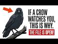 The Crow That Watched YouWhat It Was Doing