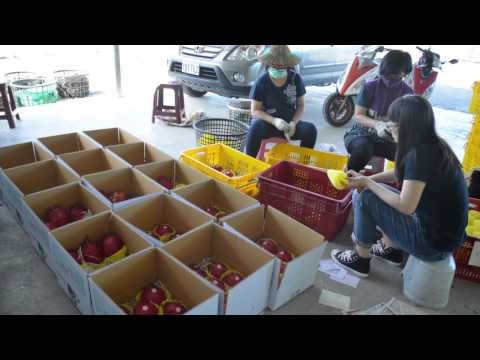 長紅火龍果