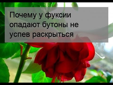 Видео: Опадение бутонов на фуксии – что делать, если у фуксии опадают бутоны