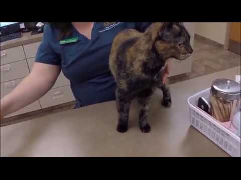 Video: Wobbly Cat Finder Solid Fodring Med Kærlig Ejer