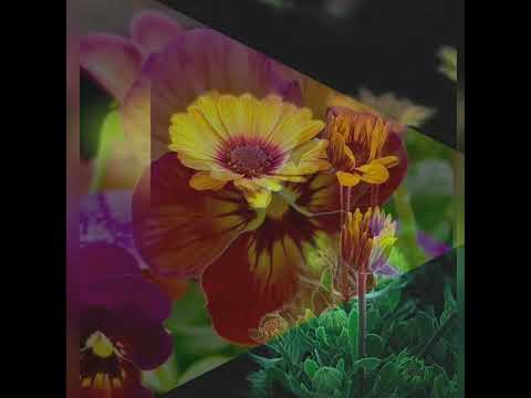 Sergey Grischuk Kiss Of Love 