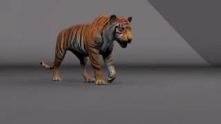 TigerWalkCycle
