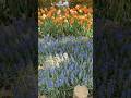 Tulip🌷and Muscari are frequently planted together co'z they have overlapping bloom times mid spring