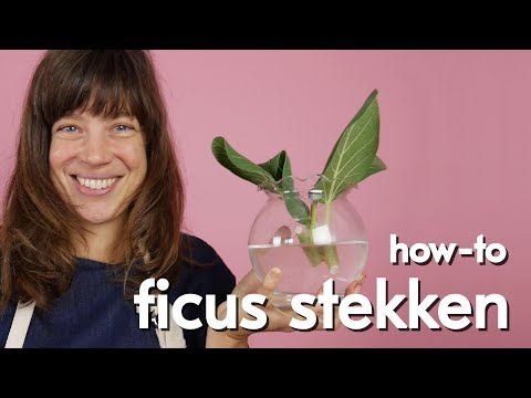 Video: Reproductie Van Struiken Door Wortel En Verhoute Stekken