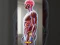 How Your Body Burns Fat During a 3-Day Water Fast #ketosis #metabolism