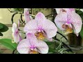 Пышные роскошные каскады !!Домашнее цветение моих орхидей !!!🌹🌹🌹