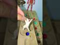 Marble Run ASMR: Soothing Sounds and Mesmerizing Motion #marblerun #marblesrace #woodentrackball