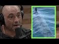 Joe Rogan Reacts to Sighting of a 25 foot Great White Shark!!