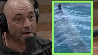 Joe Rogan Reacts to Sighting of a 25 foot Great White Shark!!