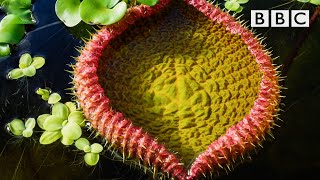 The giant water lily is VICIOUS! 😱 The Green Planet  🌱BBC